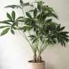 Gulvplanter Og Store Træer|Tropiske Planter^PLANT Philodendron Fun Bun