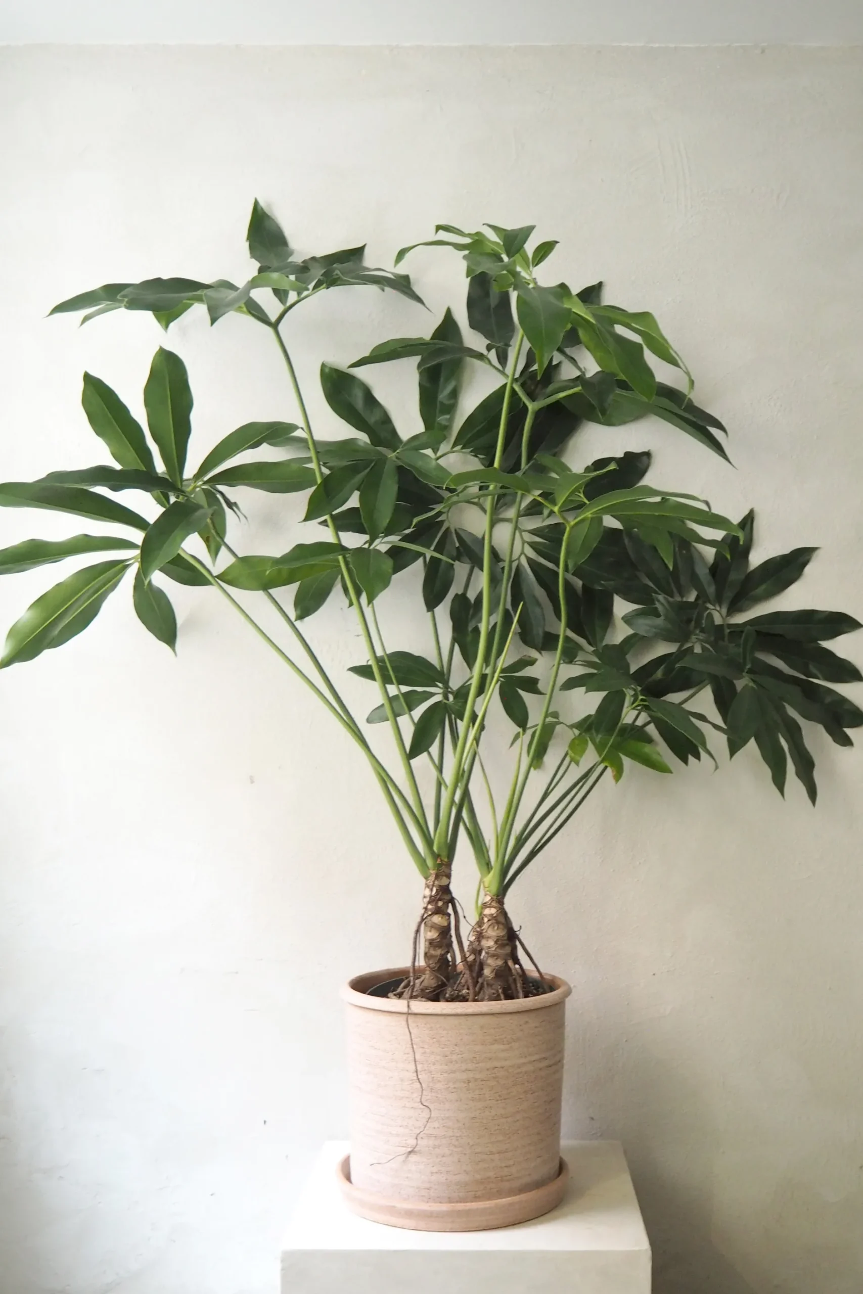 Gulvplanter Og Store Træer|Tropiske Planter^PLANT Philodendron Fun Bun