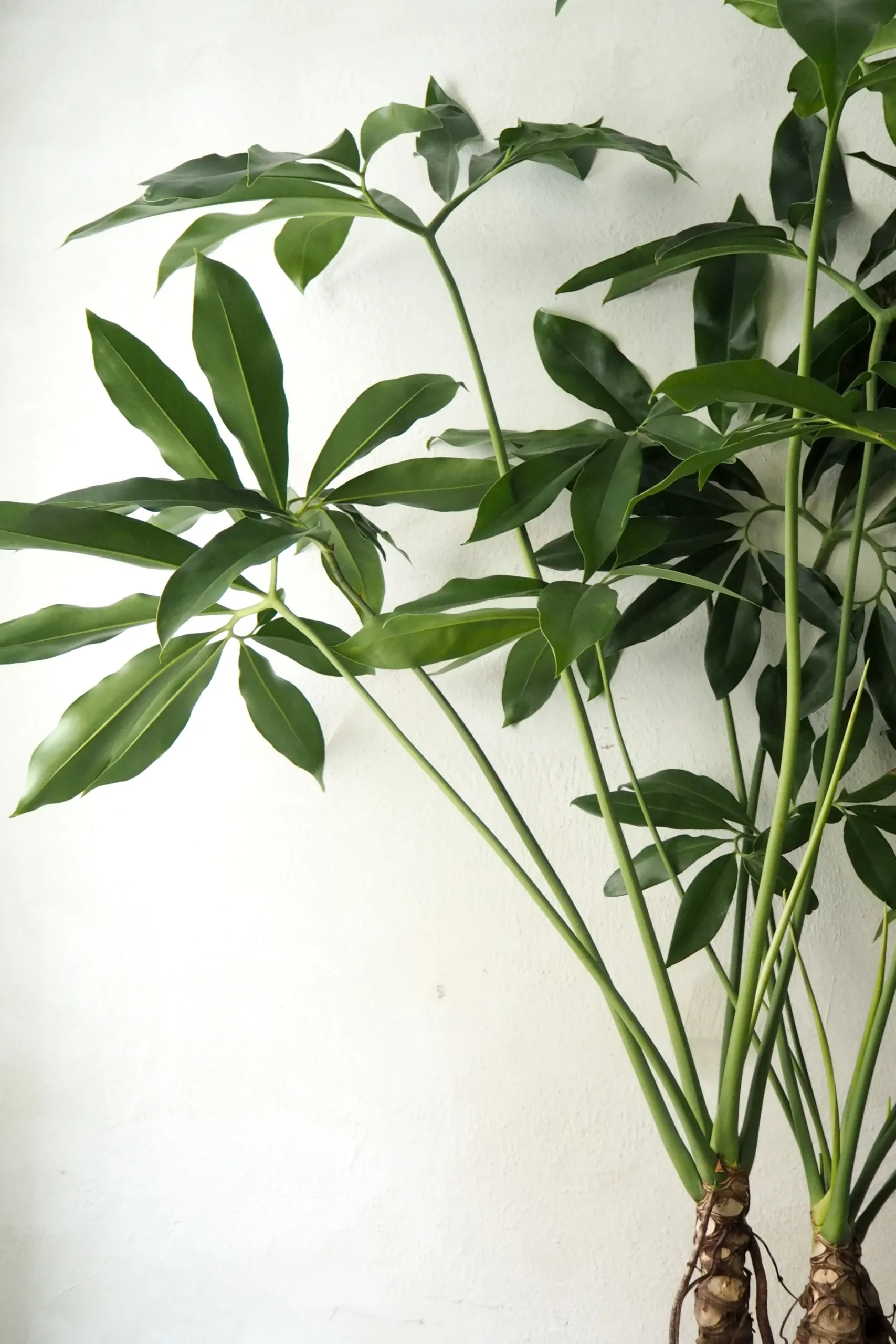Gulvplanter Og Store Træer|Tropiske Planter^PLANT Philodendron Fun Bun