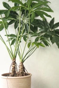 Gulvplanter Og Store Træer|Tropiske Planter^PLANT Philodendron Fun Bun