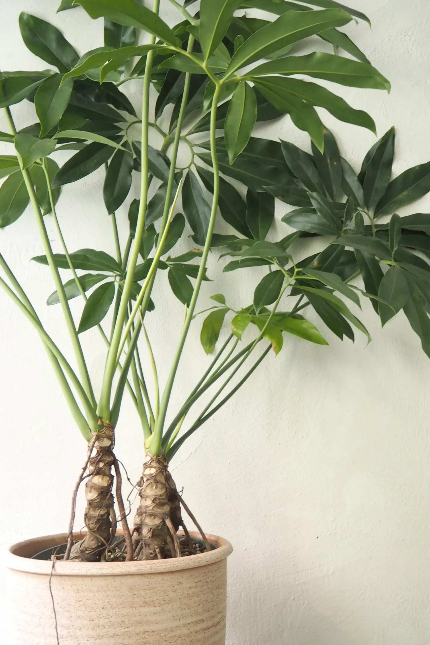Gulvplanter Og Store Træer|Tropiske Planter^PLANT Philodendron Fun Bun