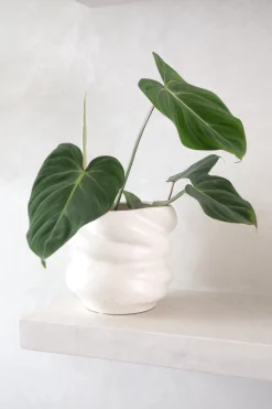 Tropiske Planter^PLANT Philodendron Gloriosum