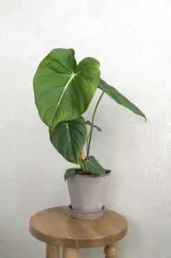 Tropiske Planter^PLANT Philodendron Gloriosum