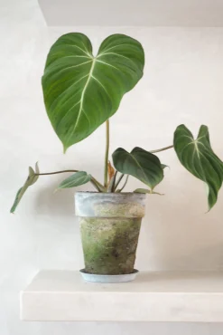 Tropiske Planter^PLANT Philodendron Gloriosum