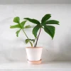 Tropiske Planter^PLANT Philodendron Green Florida
