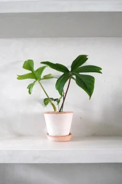 Tropiske Planter^PLANT Philodendron Green Florida