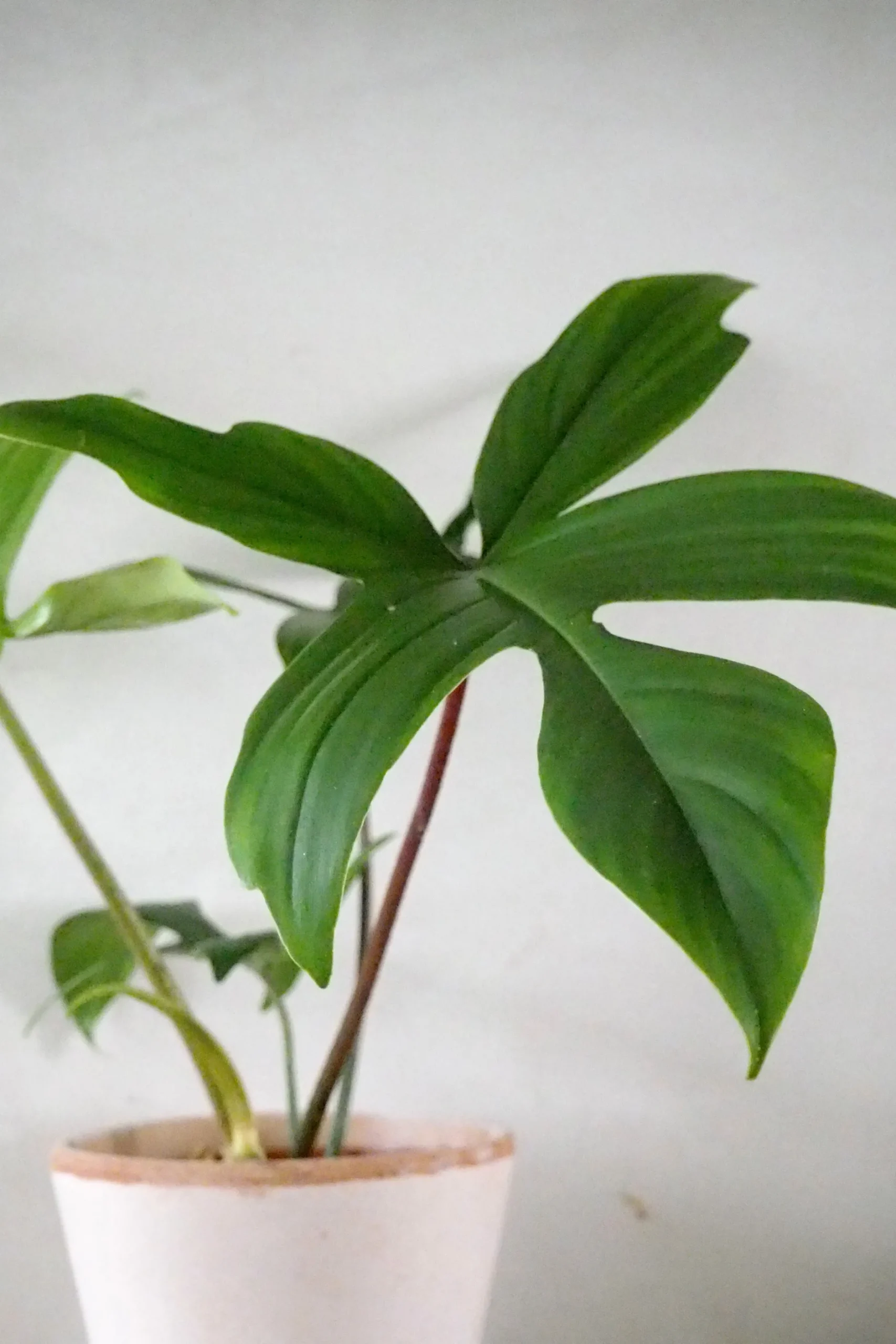 Tropiske Planter^PLANT Philodendron Green Florida
