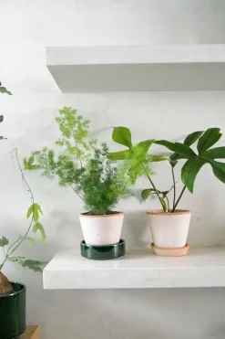 Tropiske Planter^PLANT Philodendron Green Florida