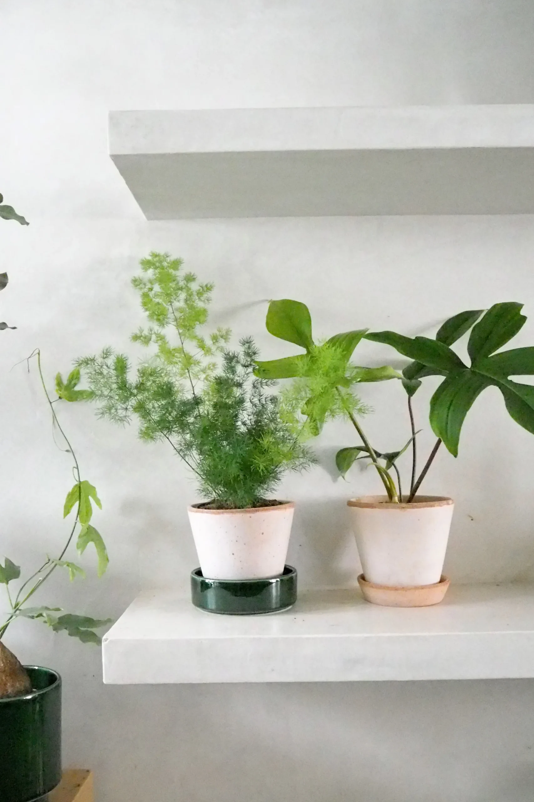 Tropiske Planter^PLANT Philodendron Green Florida