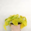Hængeplanter|Tropiske Planter^PLANT Philodendron Lemon lime