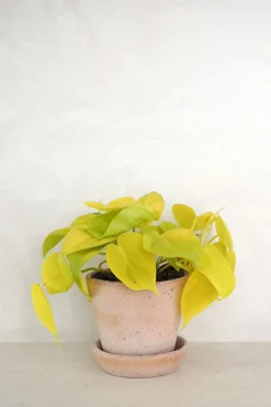 Hængeplanter|Tropiske Planter^PLANT Philodendron Lemon lime
