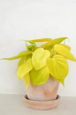 Hængeplanter|Tropiske Planter^PLANT Philodendron Lemon lime