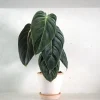 Tropiske Planter^PLANT Philodendron Melanochrysum