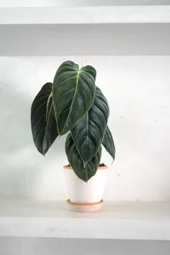 Tropiske Planter^PLANT Philodendron Melanochrysum