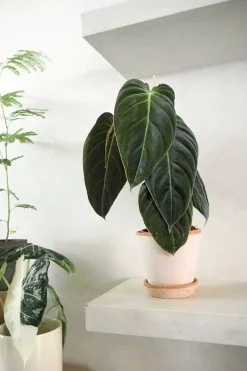 Tropiske Planter^PLANT Philodendron Melanochrysum