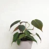 Hængeplanter|Tropiske Planter^PLANT Philodendron micans