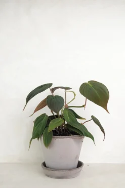 Hængeplanter|Tropiske Planter^PLANT Philodendron micans