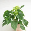 Hængeplanter|Danskavlede Planter^PLANT Philodendron Minima