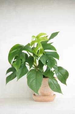 Hængeplanter|Danskavlede Planter^PLANT Philodendron Minima