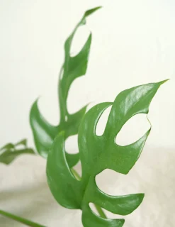 Hængeplanter|Danskavlede Planter^PLANT Philodendron Minima
