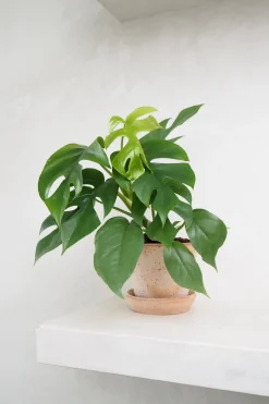 Hængeplanter|Danskavlede Planter^PLANT Philodendron Minima