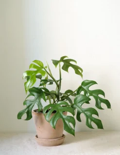 Hængeplanter|Danskavlede Planter^PLANT Philodendron Minima