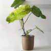 Tropiske Planter^PLANT Philodendron paraiso verde