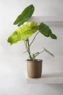 Tropiske Planter^PLANT Philodendron paraiso verde