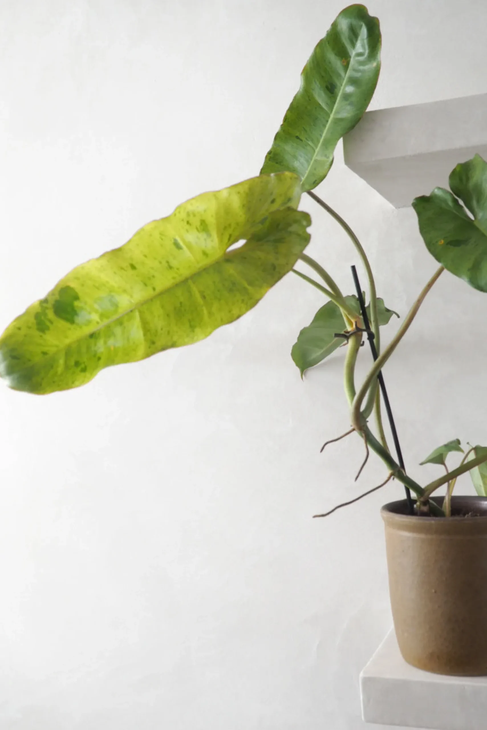 Tropiske Planter^PLANT Philodendron paraiso verde
