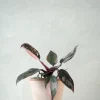 Tropiske Planter^PLANT Philodendron Pink marble