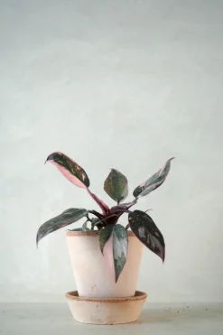 Tropiske Planter^PLANT Philodendron Pink marble