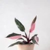 Tropiske Planter^PLANT Philodendron Pink princess