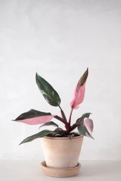 Tropiske Planter^PLANT Philodendron Pink princess