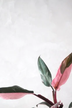 Tropiske Planter^PLANT Philodendron Pink princess