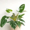 Danskavlede Planter^PLANT Philodendron white princess