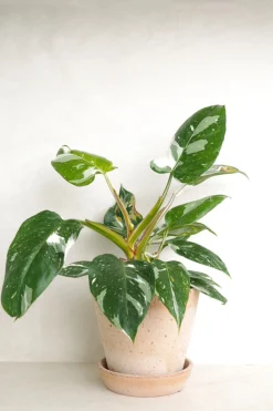 Danskavlede Planter^PLANT Philodendron white princess