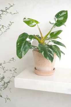 Danskavlede Planter^PLANT Philodendron white princess