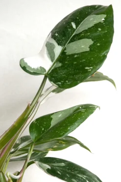 Danskavlede Planter^PLANT Philodendron white princess