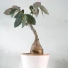Ørkenplanter Og Knoldplanter^PLANT Phyllanthus mirabilis