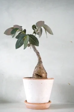 Ørkenplanter Og Knoldplanter^PLANT Phyllanthus mirabilis