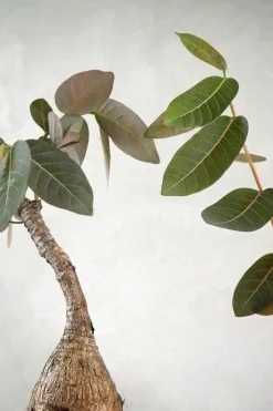 Ørkenplanter Og Knoldplanter^PLANT Phyllanthus mirabilis