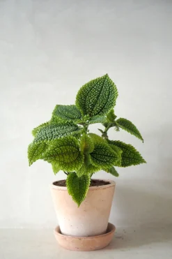 Danskavlede Planter^PLANT Pilea moon valley