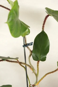 Plantestøtter^PLANT eklemmer