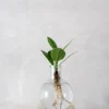 Planter I Vand^PLANT elampe, Clusia