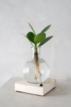 Planter I Vand^PLANT elampe, Clusia