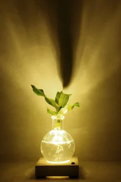 Planter I Vand^PLANT elampe, Dracena