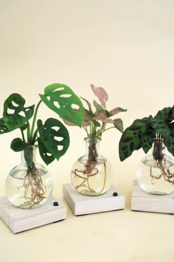 Planter I Vand^PLANT elampe, Dracena