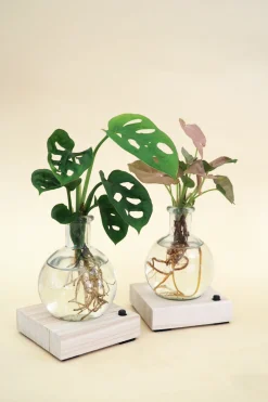 Planter I Vand^PLANT elampe, Dracena