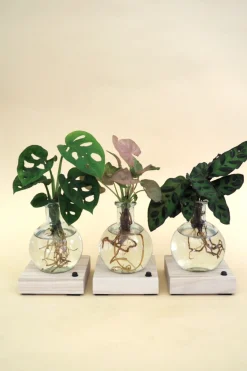 Planter I Vand^PLANT elampe, Dracena