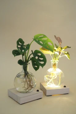 Planter I Vand^PLANT elampe, Dracena